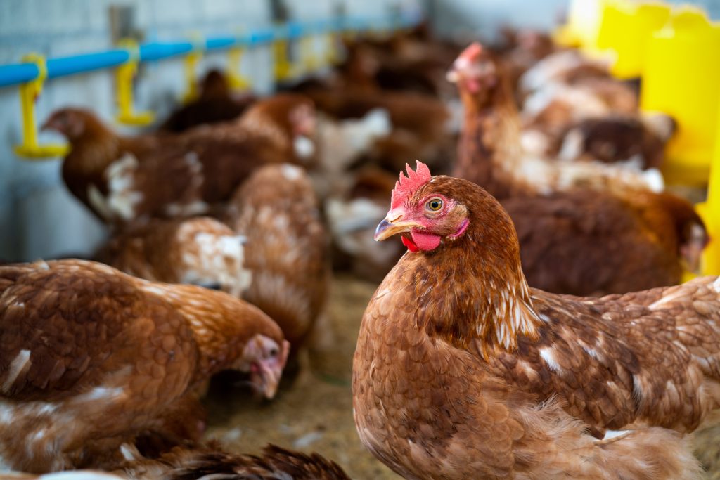 Brown Chickens - Cunninghams help prevent the spread of Avian Flu